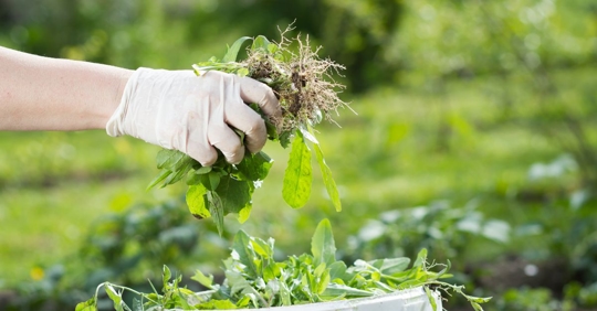 weed control